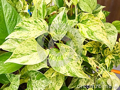 The leaf of Golden pothos , this is green leaf detail of garden tree Stock Photo