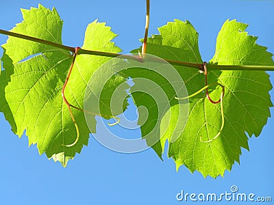 Leaf from grape plant Stock Photo