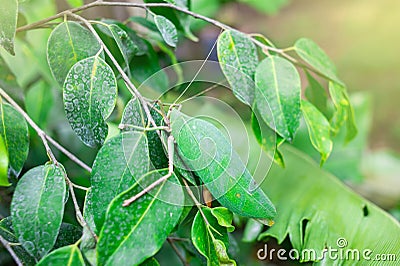 The leaf grasshopper in nature. Stock Photo