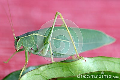 Leaf grasshopper Stock Photo