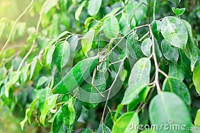 The leaf grasshopper in nature. Stock Photo