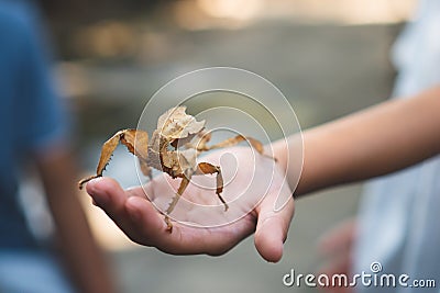 Leaf grasshopper stick on kid hand Stock Photo