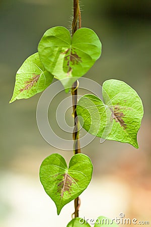 Leaf Stock Photo