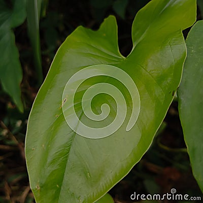 A leaf that is green in a damp place Stock Photo