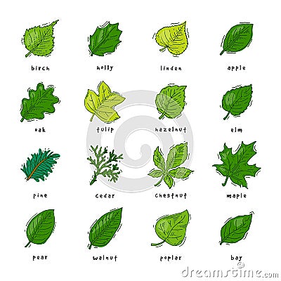Leaf green leaves of trees leafed oak and leafy maple or leafing foliage illustration of leafage in spring set with Cartoon Illustration