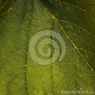 Green Leaf Nature Stock Photo