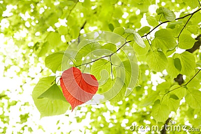 Leaf heart Stock Photo