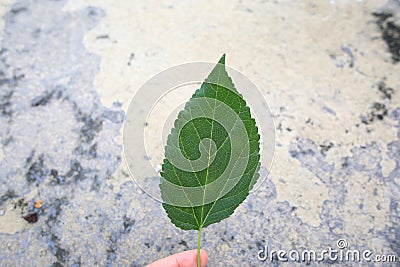 A leaf held by a person against the background of cement floor Stock Photo