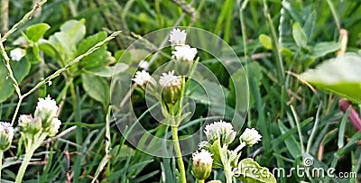 Leaf henna plant growing in Southeast Asia tropical rainforest garden for wallpaper Stock Photo