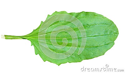 Leaf of herb plantain 3 Stock Photo