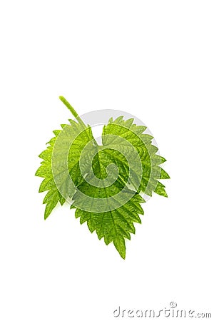 Leaf hops. Stock Photo