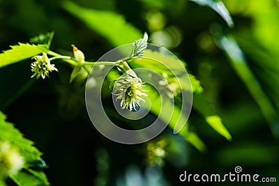 leaf hops in sunny day Stock Photo