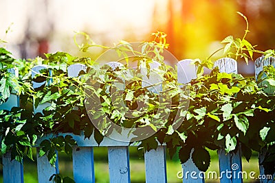 leaf hops in sunny day Stock Photo