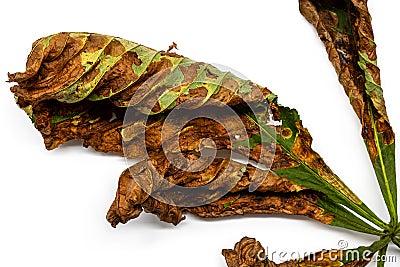 leaf of a horse chestnut infected with the bacterium Pseudomonas syringae Stock Photo