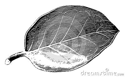 Leaf of Ilex Aquifolium Hendersoni vintage illustration Vector Illustration