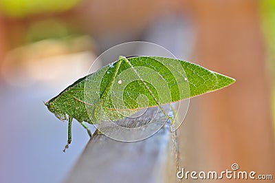 Leaf Insect Stock Photo