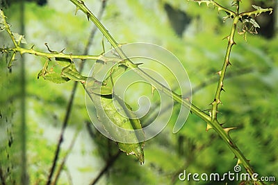 Leaf insect Stock Photo