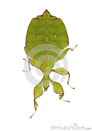 Leaf insect, Phylliidae - Phyllium sp Stock Photo