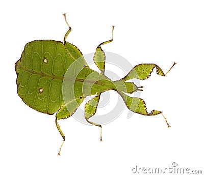 Leaf insect, Phylliidae - Phyllium sp Stock Photo