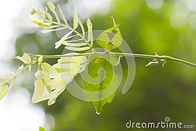 Leaf insect in Thailand. Stock Photo