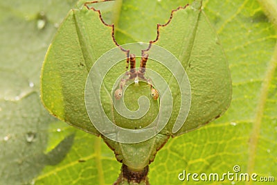 Leaf insect in Thailand. Stock Photo