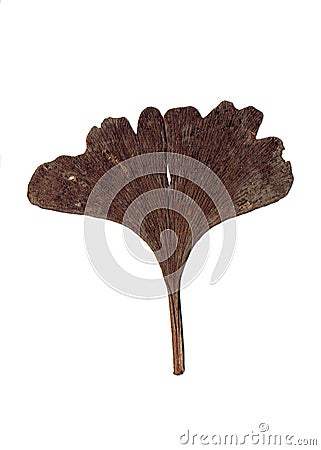 leaf isolated autumn leaf brown natural decoration season limited edition promotion material Stock Photo