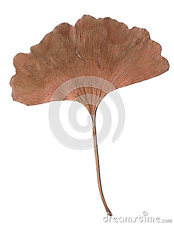 leaf isolated autumn leaf brown natural decoration season limited edition promotion material Stock Photo