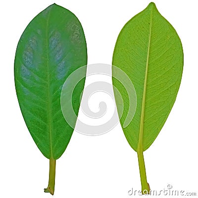 A leaf isolated over a white background Stock Photo