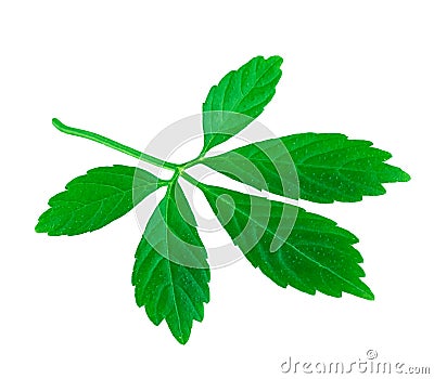 Leaf of Jiaogulan or Five Leaves Ginseng or Miracle Grass or Southern ginseng or Herb of Immortality Isolated on White Stock Photo