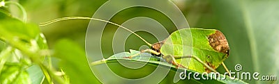 leaf katydid Stock Photo