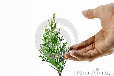 Leaf of Lawson& x27;s Cypress tree. Stock Photo