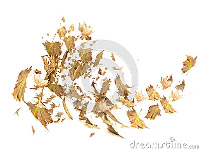 Leaf leaves falling in autumn season isolated for background many - 3d rendering Stock Photo