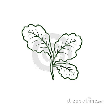Leaf lettuce icon Vector Illustration