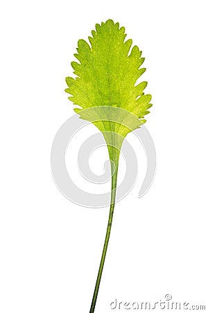 Leaf of Leucanthemum vulgare isolated on white Stock Photo