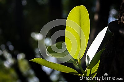 Leaf light to shine. Stock Photo