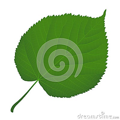 Leaf linden Vector Illustration