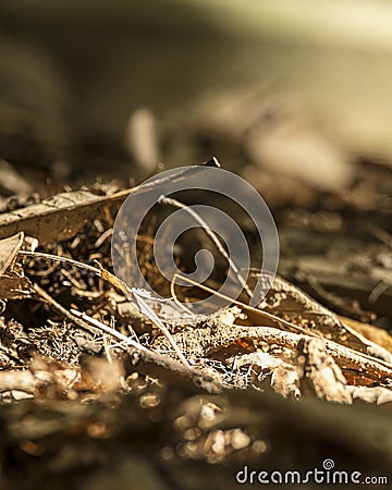 Leaf litter, plant debris, duff or detritus forming a layer on the ground Stock Photo