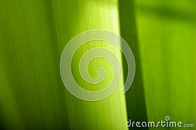 Leaf Macro Stock Photo