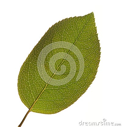 Leaf Macro Isolated Stock Photo