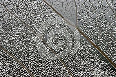 Leaf macro texture Stock Photo