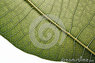 Leaf Macro Texture: Green leaf texture wallpaper- macro close up in detail most popular. Stock Photo