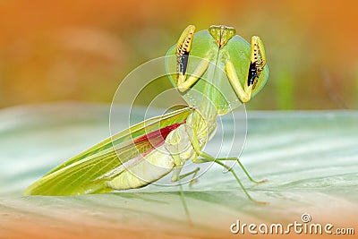 Leaf Mantid, Choeradodis rhombicollis, insect from Ecuador. Beautiful evening back light with wild animal. Wildlife scene from nat Stock Photo