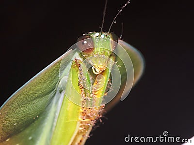 Leaf Mantis Choeradodis servillei on a black background Stock Photo