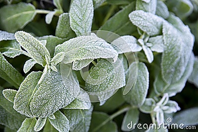 Leaf mint. Close Up. Macro. Hoarfrost leaf Stock Photo