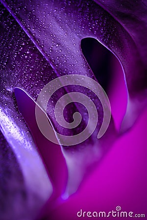 Leaf of monstera plant in vibrant purple macro closeup Stock Photo