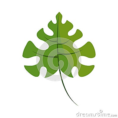 leaf mostera icon Vector Illustration