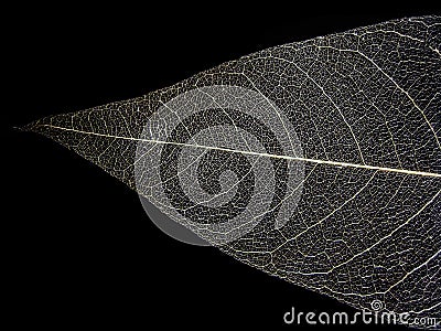 Leaf nerves Stock Photo