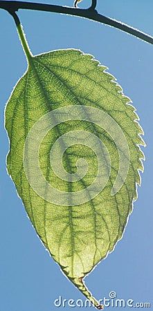 Leaf nerves detail Stock Photo