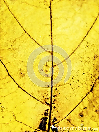 Leaf nerves Stock Photo