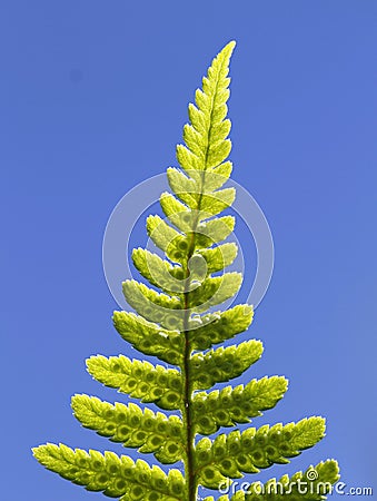 Leaf of the ostrich fern, Matteuccia struthiopteris. Stock Photo